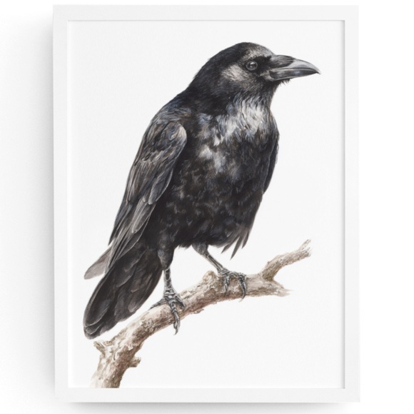 Creative Path Studios Other - Watercolor Black Crow Wall Art Print Unframed - Black Bird Illustration Artwork
